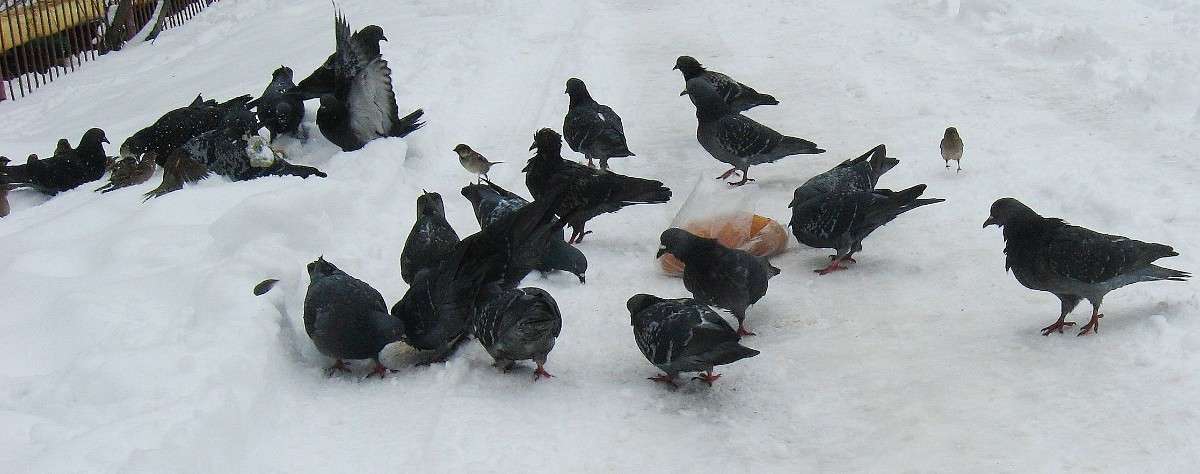 ���������������� �������....) ����� Natali  ��������� �� PhotoGeek.ru #�������� ���