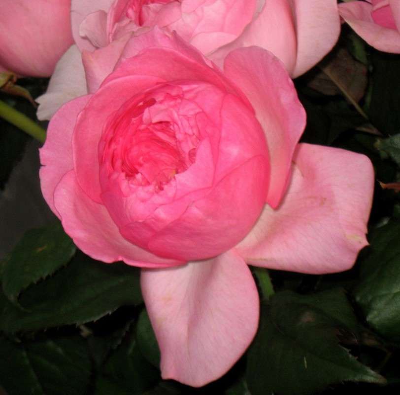 ... ����� Natali  ��������� �� PhotoGeek.ru #����� ��������������