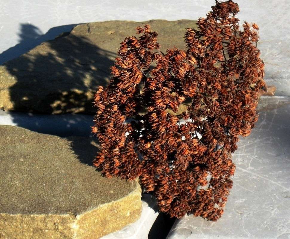 ������������ �����....))) ����� Natali  ��������� �� PhotoGeek.ru #������ ��� ������� #����� ��������������