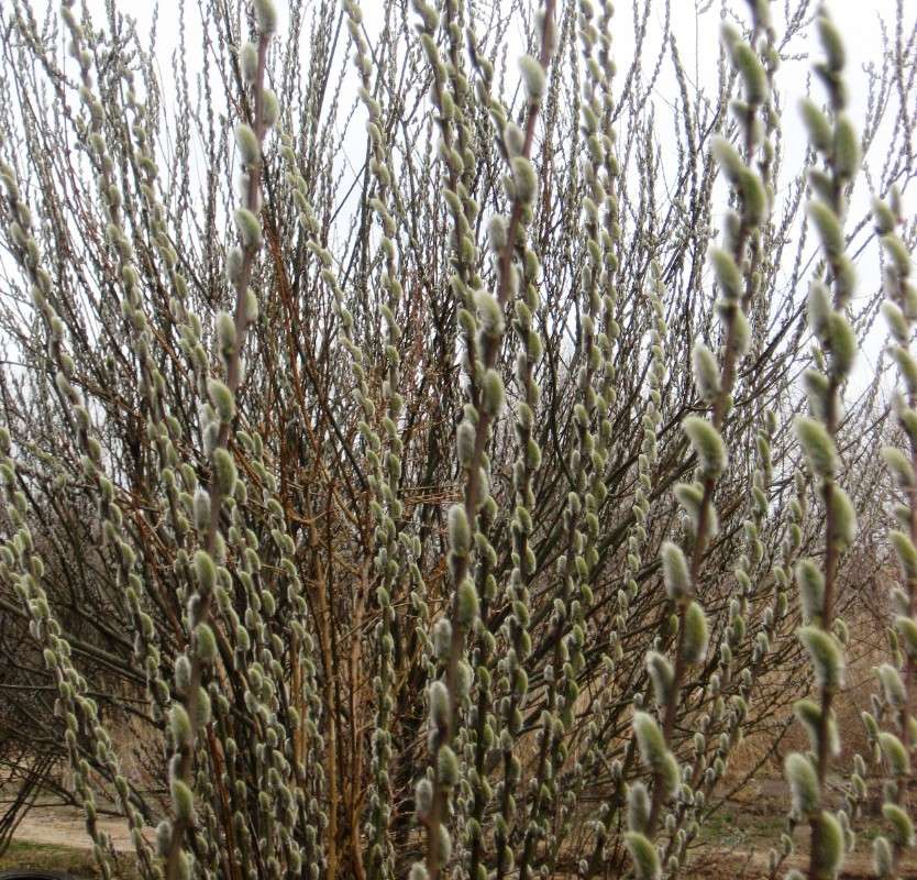 ������ ����...!...))) ����� Natali  ��������� �� PhotoGeek.ru #������ ��� ������� #����� ��������������