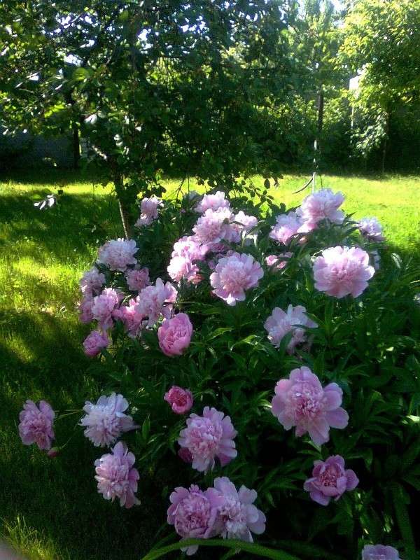 �� ����... ����� Natali  ��������� �� PhotoGeek.ru #������ ��� ������� #����� ��������������