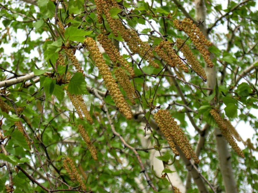 ... ����� Natali  ��������� �� PhotoGeek.ru