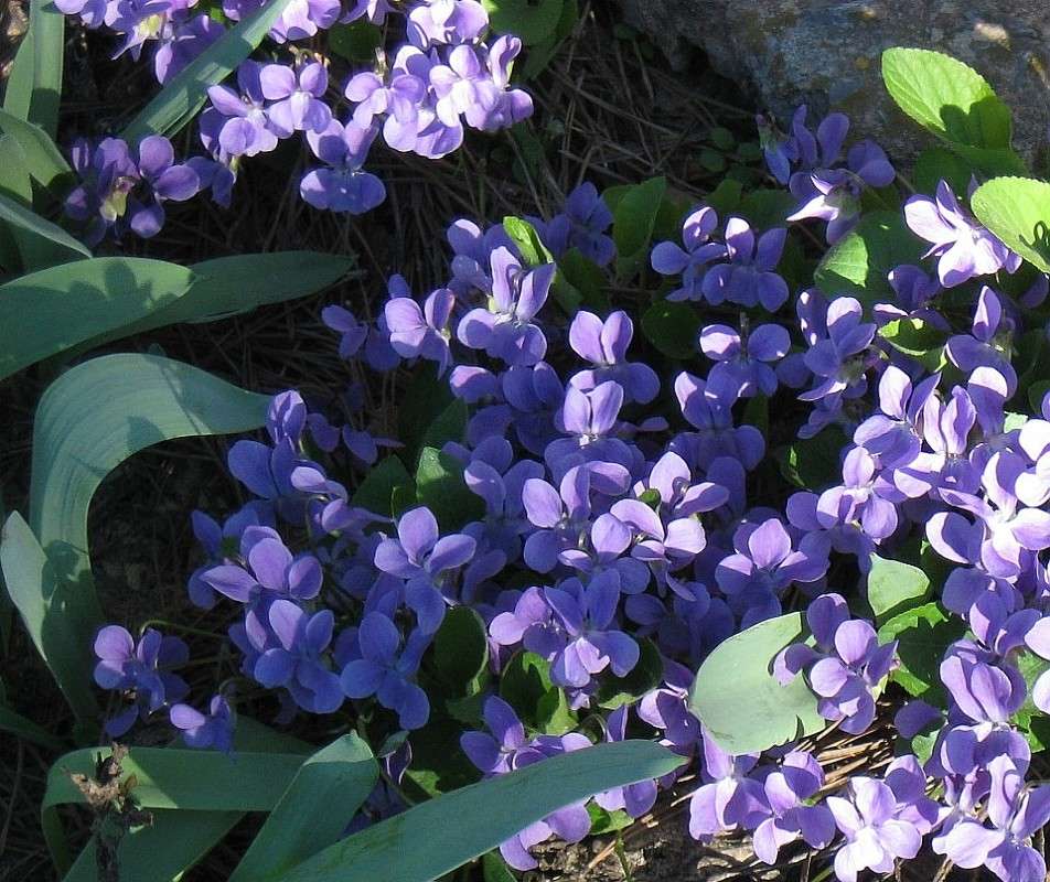 ... ����� Natali  ��������� �� PhotoGeek.ru