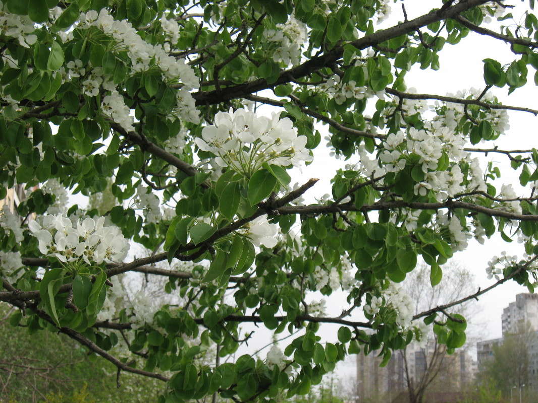 � � ������ �����... ����� Natali  ��������� �� PhotoGeek.ru #����� #������ ��� ������� #����� ��������������