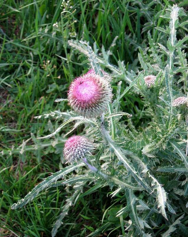 ... ����� Natali  ��������� �� PhotoGeek.ru #������ ��� ������� #����� ��������������