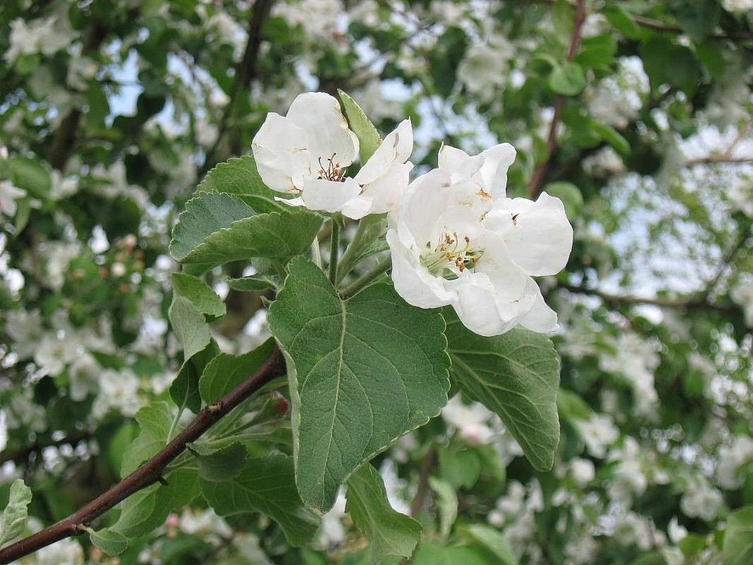 ������ � �����... ����� Natali  ��������� �� PhotoGeek.ru #������ ��� ������� #����� ��������������