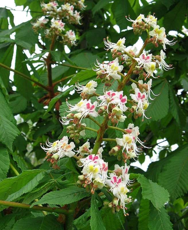 ... ����� Natali  ��������� �� PhotoGeek.ru #������ ��� ������� #����� ��������������