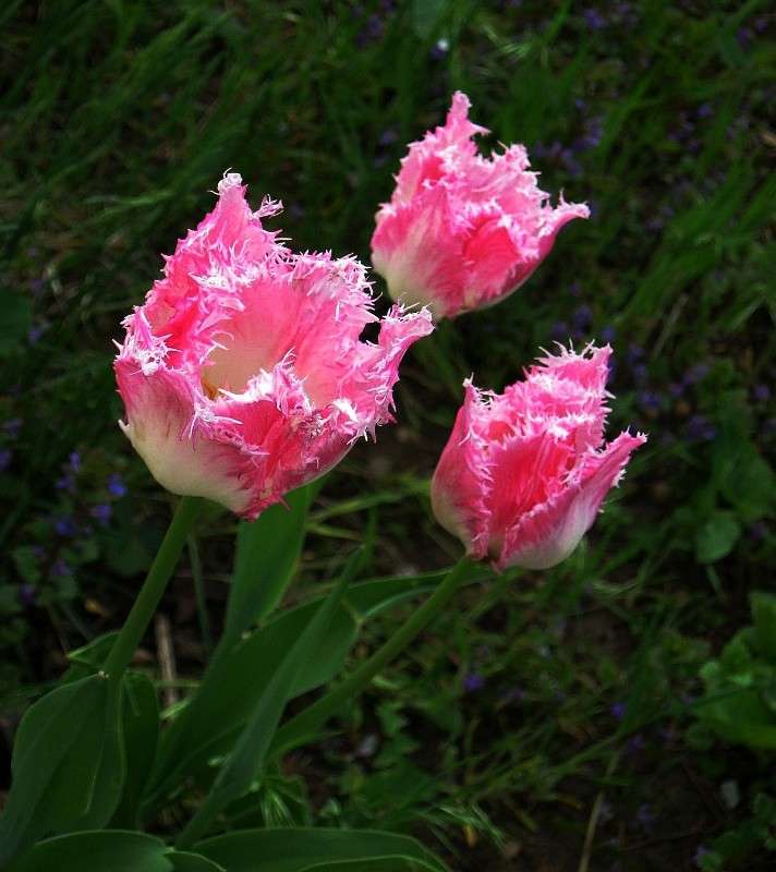 �������� ...�������...))) ����� Natali  ��������� �� PhotoGeek.ru #������ ��� ������� #����� ��������������