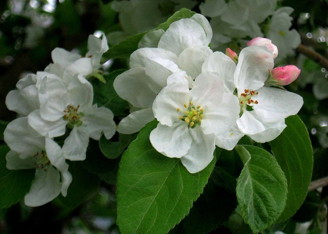 ������ � ����� ����� Natali  ��������� �� PhotoGeek.ru #������ ��� ������� #����� ��������������