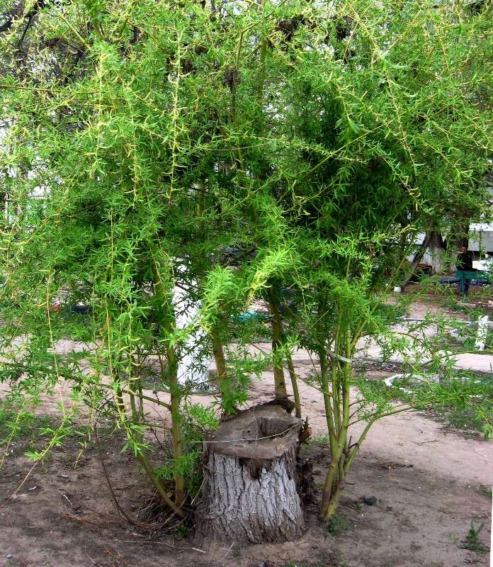 � ���� ���� � �������� ����... ����� Natali  ��������� �� PhotoGeek.ru #������ ��� ������� #����� ��������������