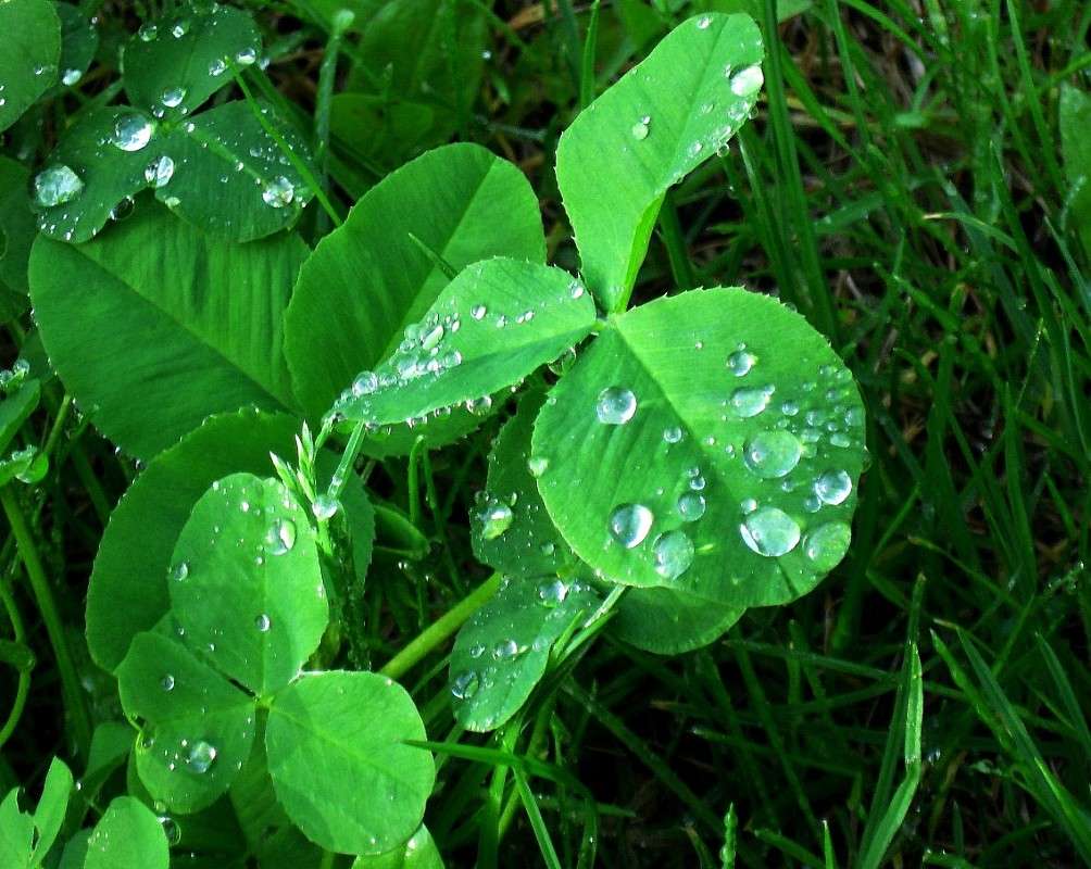 � ������ �������� �����... ) ����� Natali  ��������� �� PhotoGeek.ru #������ ��� ������� #����� ��������������