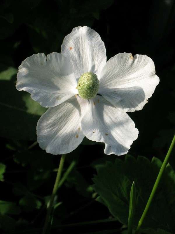 ... ����� Natali  ��������� �� PhotoGeek.ru #����� ��������������