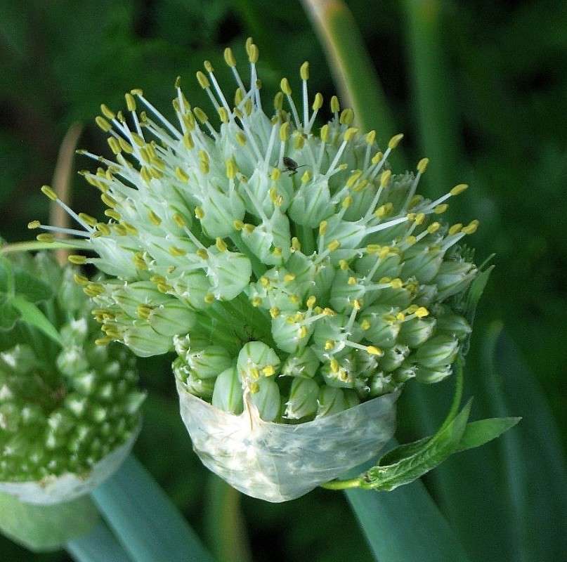 ������� ��������...) ����� Natali  ��������� �� PhotoGeek.ru #����� ��������������