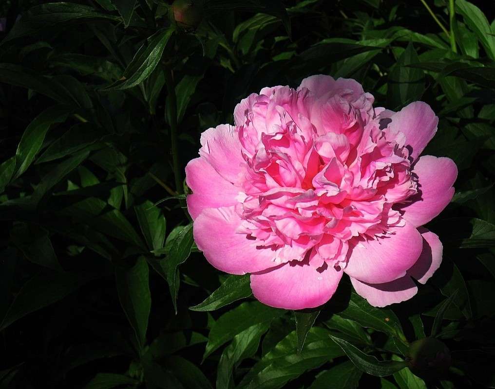 ... ����� Natali  ��������� �� PhotoGeek.ru #������ ��� ������� #����� ��������������