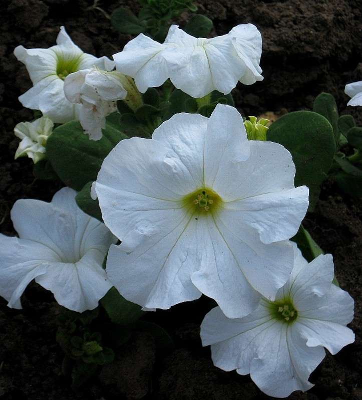 ... ����� Natali  ��������� �� PhotoGeek.ru #������ ��� ������� #����� ��������������