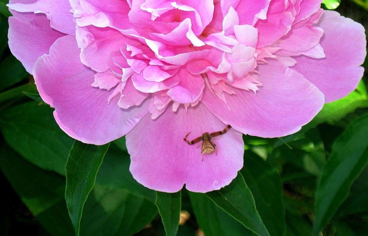 ��� ����� -  ElenaBuligina ����� Natali  ��������� �� PhotoGeek.ru #����� ��������������