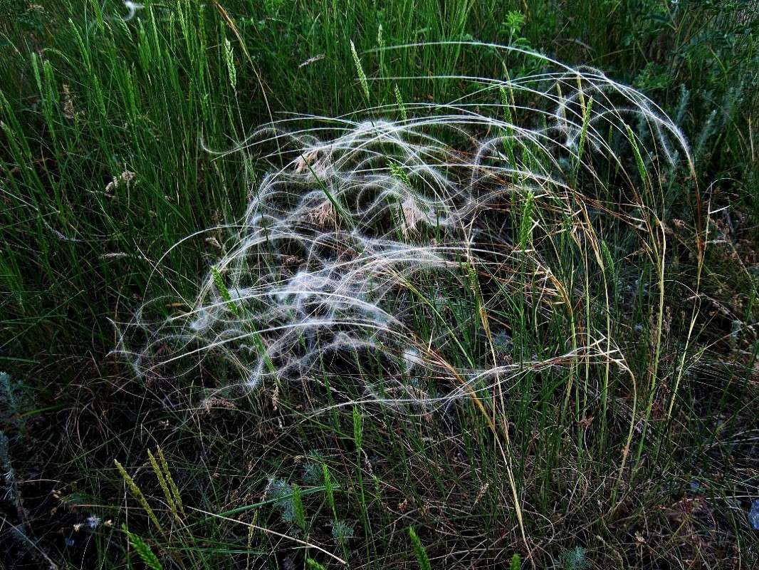 ������ ������... ����� Natali  ��������� �� PhotoGeek.ru #������ ��� ������� #����� ��������������