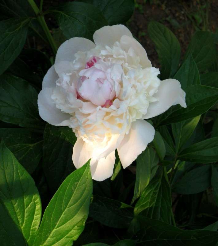 �������...) ����� Natali  ��������� �� PhotoGeek.ru #����� ��������������