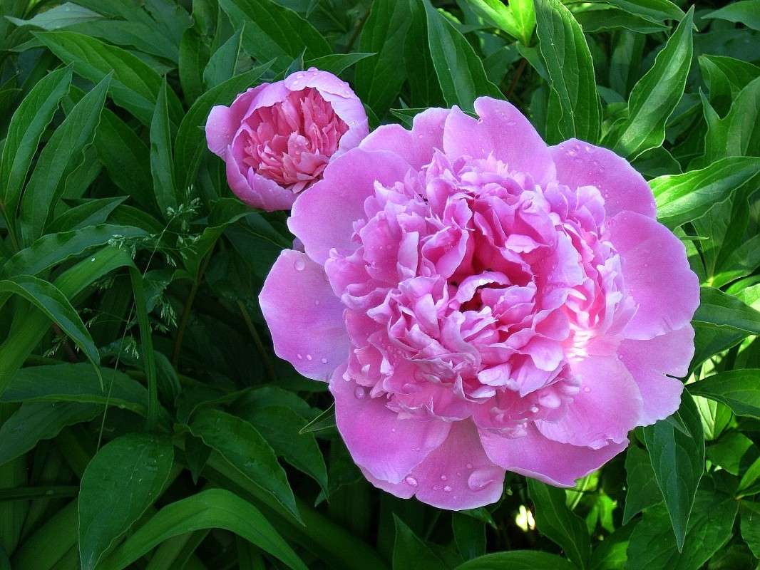 ������ ������ ...) ����� Natali  ��������� �� PhotoGeek.ru #������ ��� ������� #����� ��������������