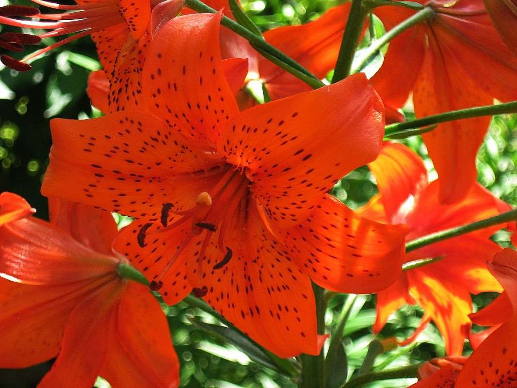 ��������... ����� Natali  ��������� �� PhotoGeek.ru #����� ��������������