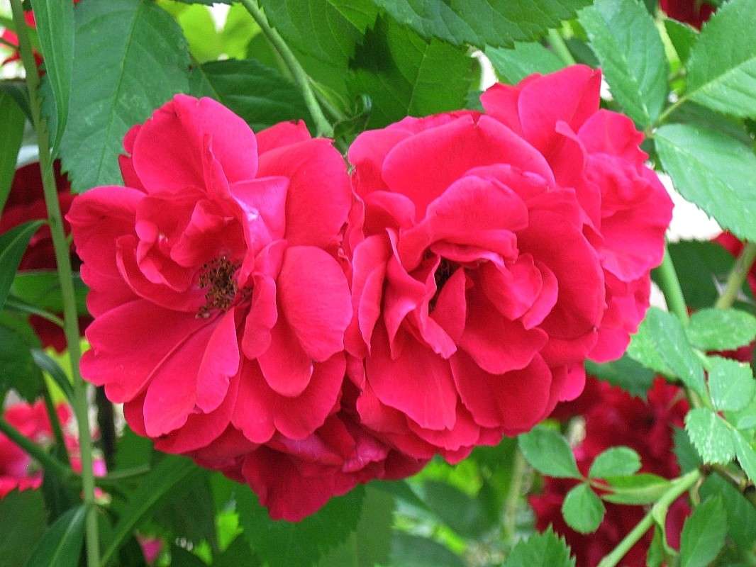 �� ��� �������....))) ����� Natali  ��������� �� PhotoGeek.ru #������ ��� ������� #����� ��������������