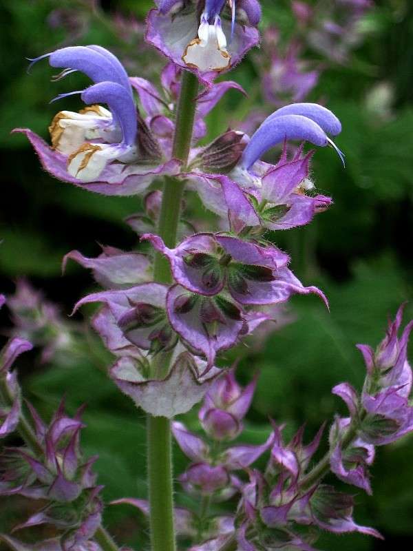 ������ �� ���������...! ))) ����� Natali  ��������� �� PhotoGeek.ru