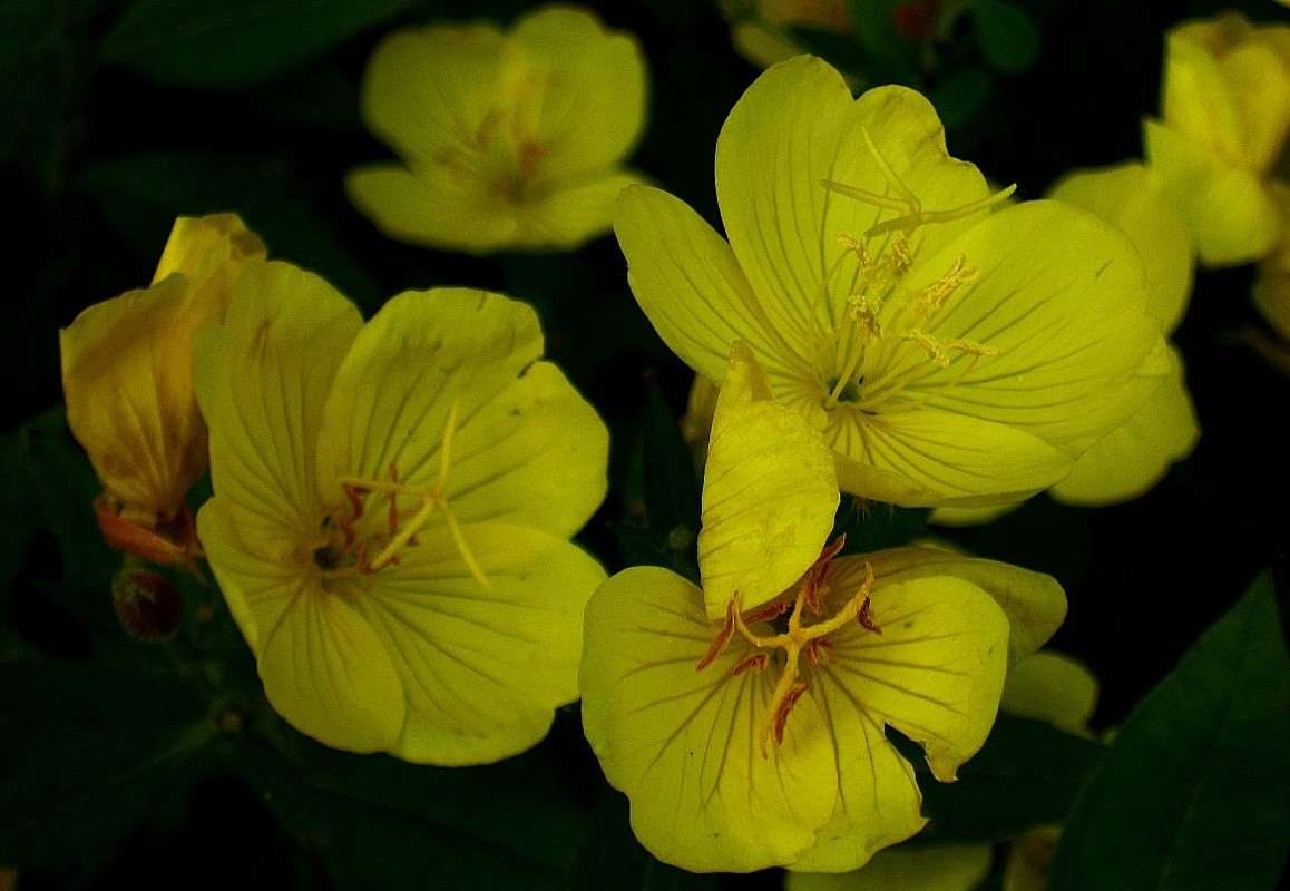 ... ����� Natali  ��������� �� PhotoGeek.ru #����� ��������������