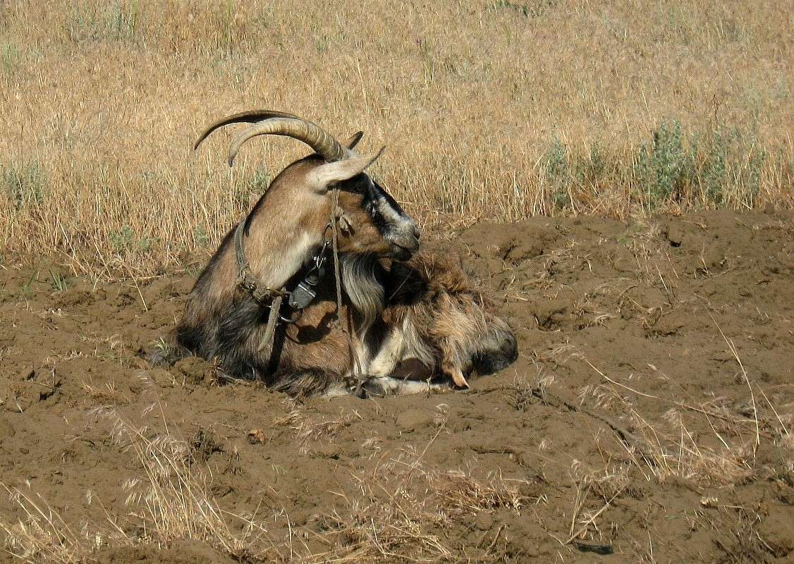 ���� ������... ))) ����� Natali  ��������� �� PhotoGeek.ru