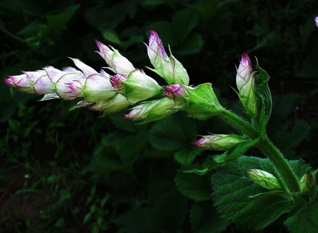 ������ ��������� ����� Natali  ��������� �� PhotoGeek.ru #������ ��� ������� #����� ��������������