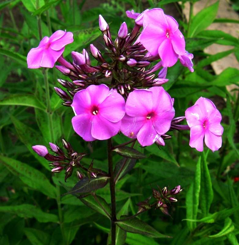 ������. ������ ��������. ����� Natali  ��������� �� PhotoGeek.ru #������ ��� ������� #����� ��������������