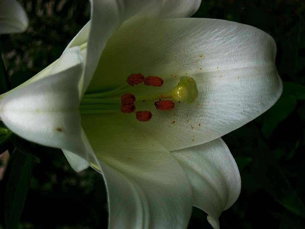 ... ����� Natali  ��������� �� PhotoGeek.ru #������ ��� ������� #����� ��������������