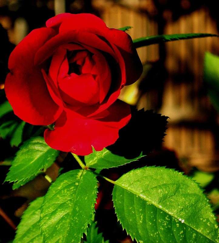 �������� ���....������ ������� �������....) ����� Natali  ��������� �� PhotoGeek.ru #������ ��� ������� #����� ��������������