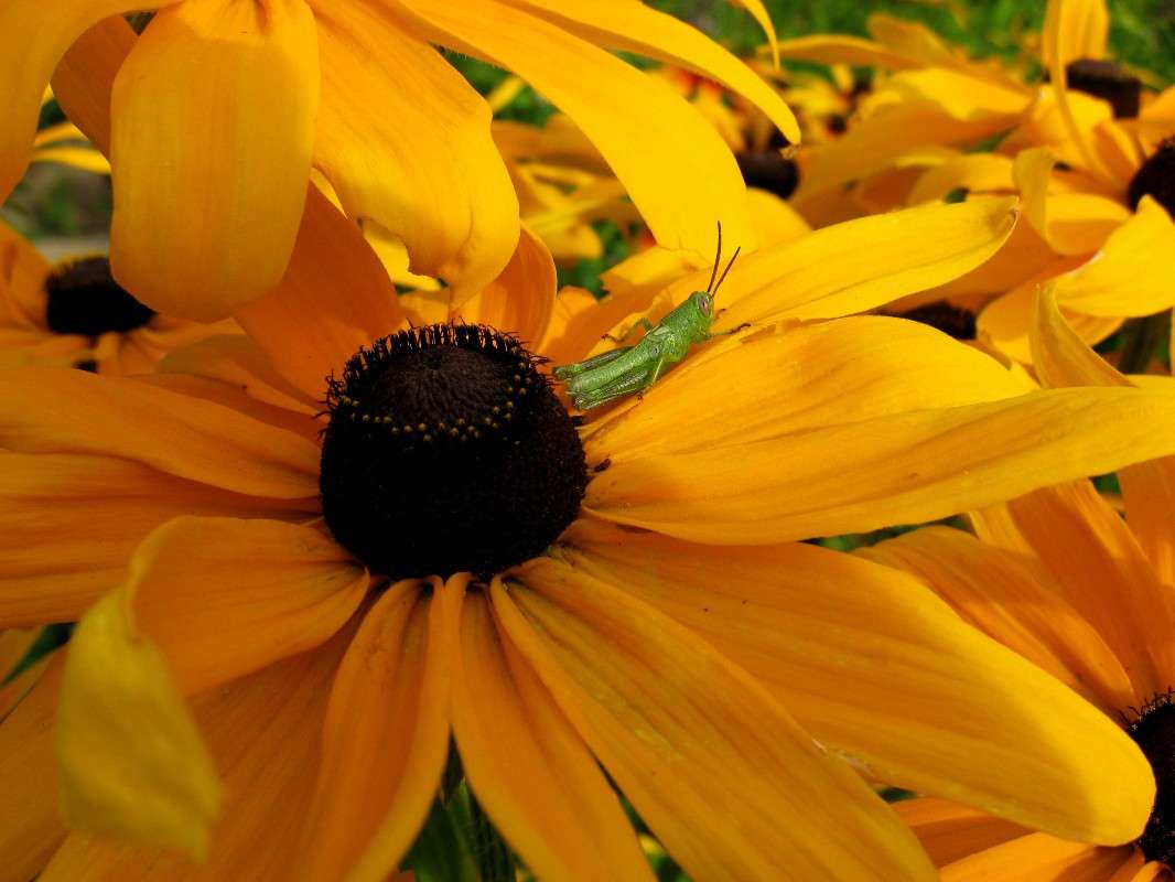 ����� � ����� ������...2...) ����� Natali  ��������� �� PhotoGeek.ru #������ ��� ������� #����� ��������������