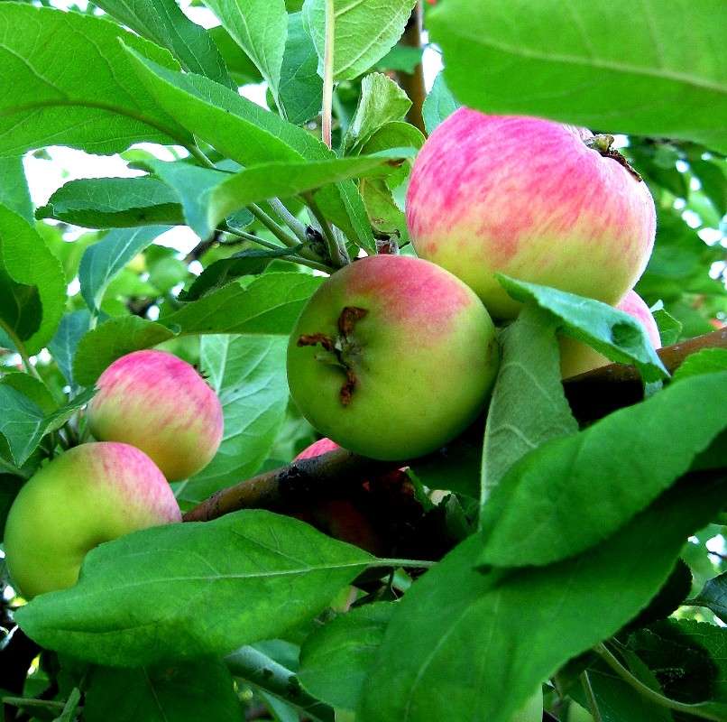 ������ ����� Natali  ��������� �� PhotoGeek.ru #����� ��������������