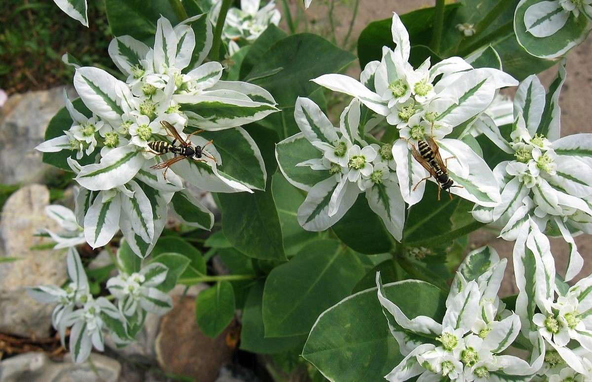 ������� ����� Natali  ��������� �� PhotoGeek.ru #������ ��� ������� #����� �������������� #���������