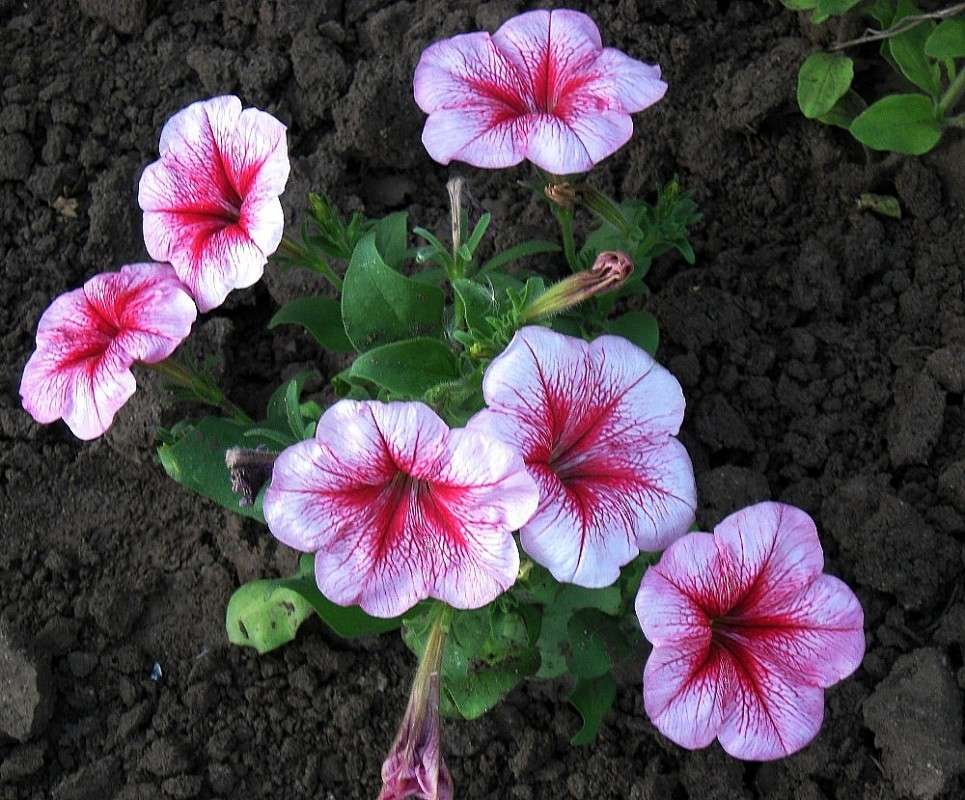 ����...����.....!...) ����� Natali  ��������� �� PhotoGeek.ru #����� ��������������