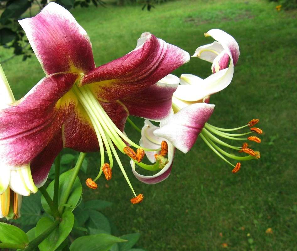 ��� �������.... ����� Natali  ��������� �� PhotoGeek.ru #����� ��������������