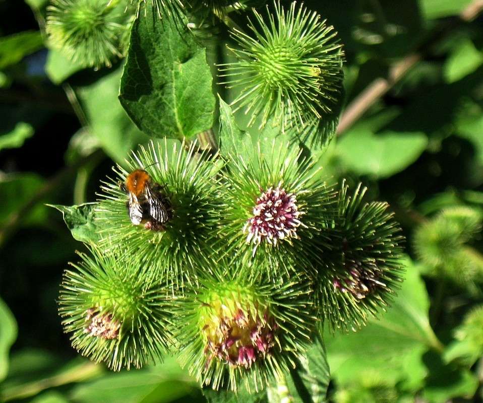 � ������ ���������...))) ����� Natali  ��������� �� PhotoGeek.ru #����� �������������� #���������