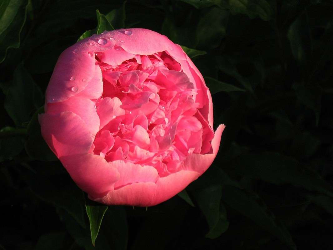 ... ����� Natali  ��������� �� PhotoGeek.ru #������ ��� ������� #����� ��������������