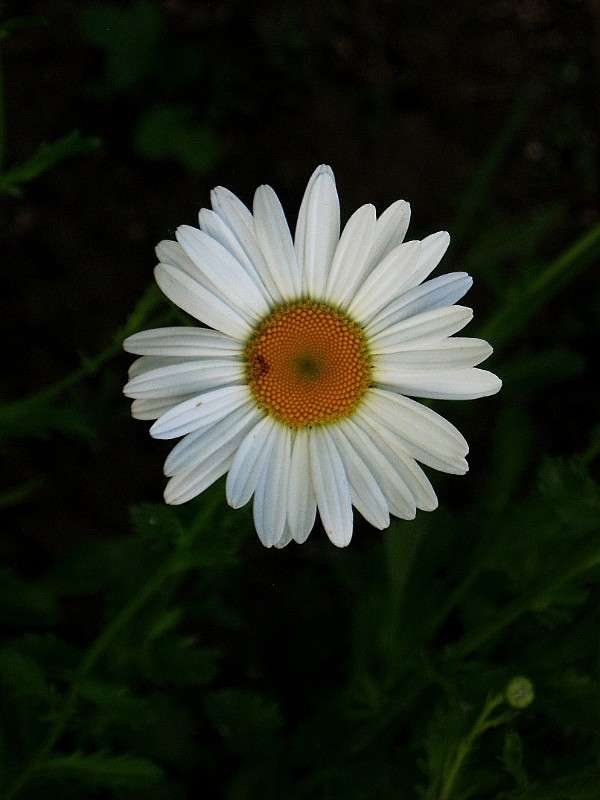 �������...) ����� Natali  ��������� �� PhotoGeek.ru #������ ��� ������� #����� ��������������