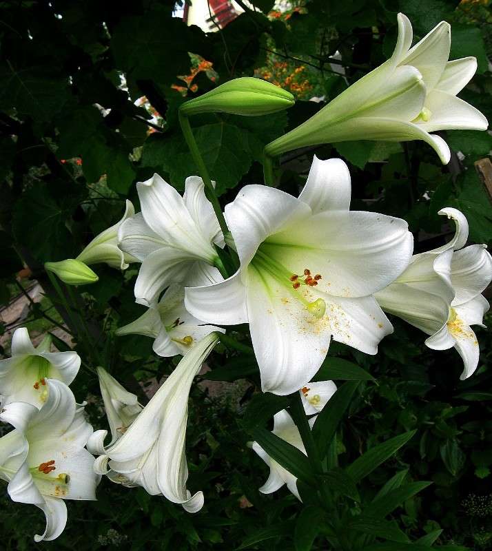 ����� ������...) ����� Natali  ��������� �� PhotoGeek.ru #����� ��������������