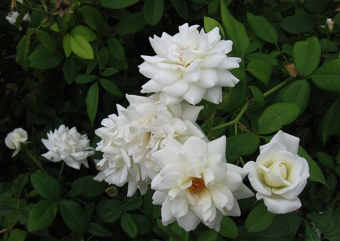 ... ����� Natali  ��������� �� PhotoGeek.ru #������ ��� ������� #����� ��������������