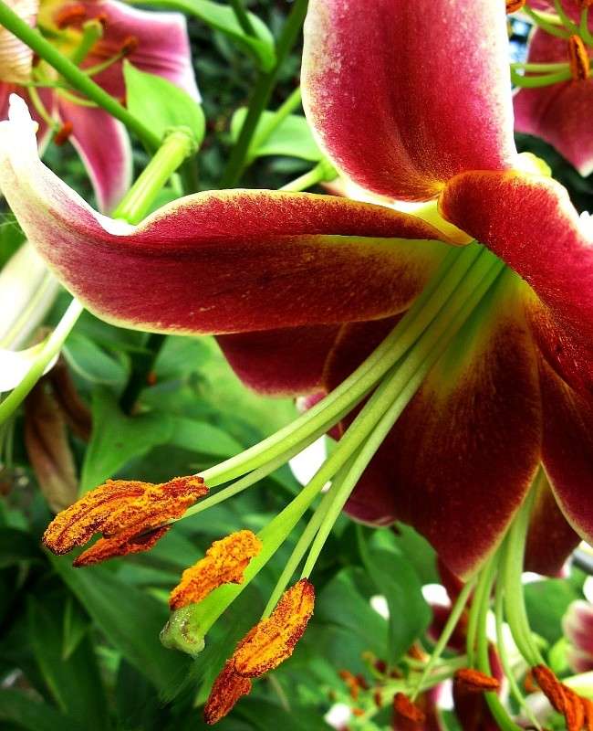 �������, �������...))) ����� Natali  ��������� �� PhotoGeek.ru