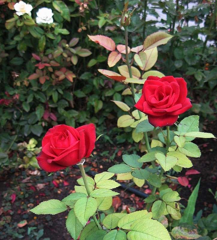 ... ����� Natali  ��������� �� PhotoGeek.ru #������ ��� ������� #����� ��������������