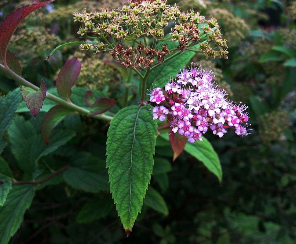 ������ �������� ����� Natali  ��������� �� PhotoGeek.ru #������ ��� ������� #����� ��������������