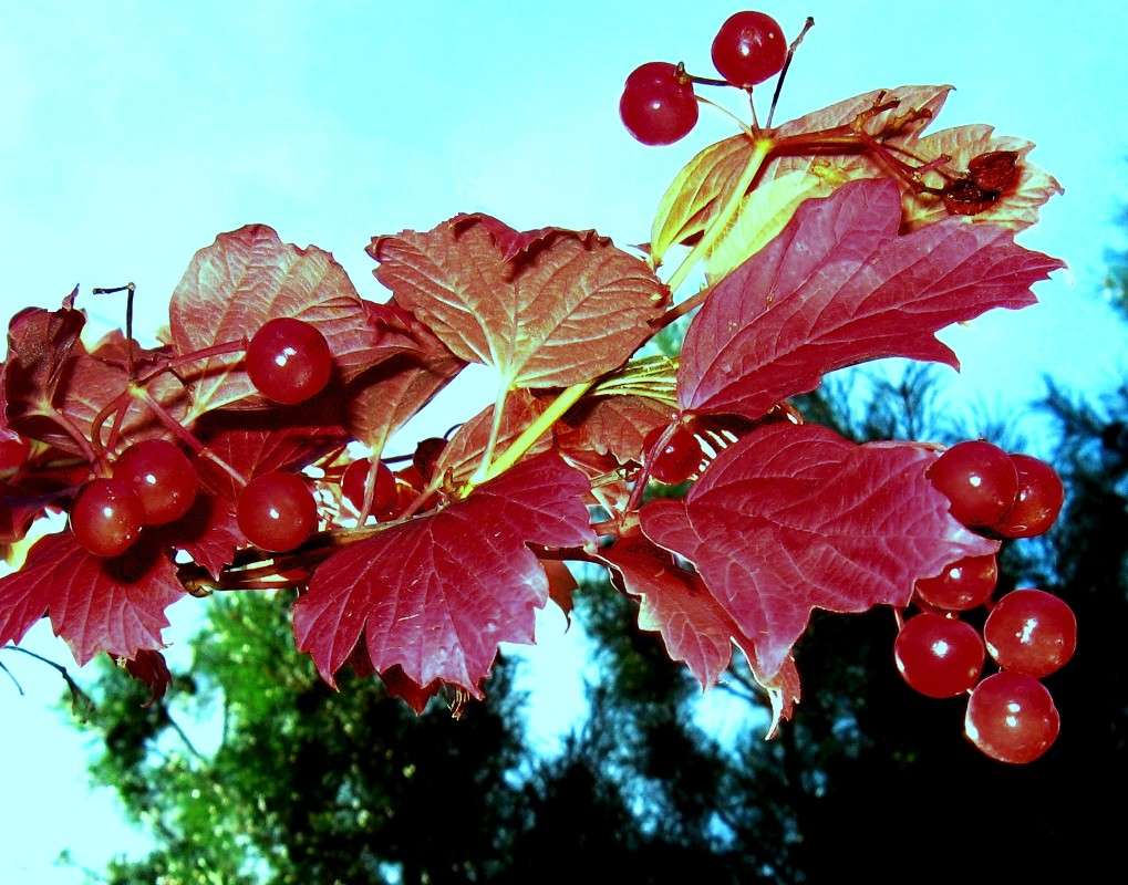 ������ �������...) ����� Natali  ��������� �� PhotoGeek.ru #������ ��� ������� #����� ��������������