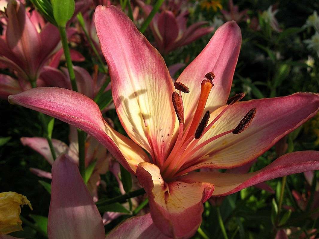 ��� �������� �������....) ����� Natali  ��������� �� PhotoGeek.ru #������ ��� ������� #����� ��������������