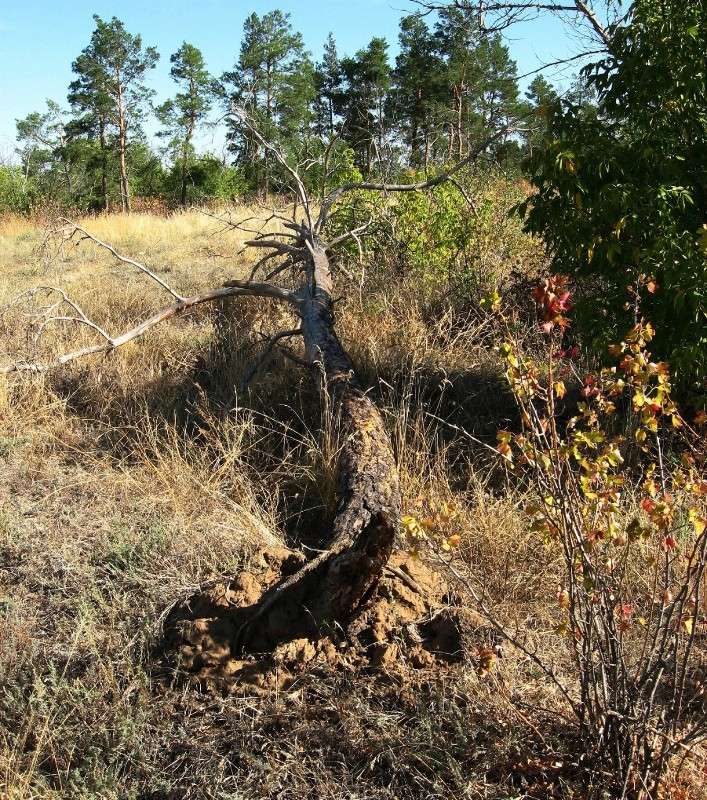 ... ����� Natali  ��������� �� PhotoGeek.ru #������ ��� ������� #����� ��������������