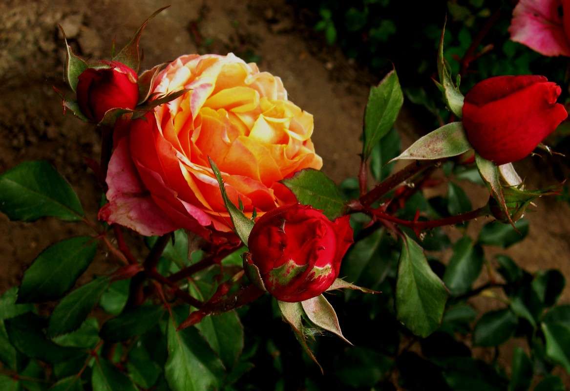 ... ����� Natali  ��������� �� PhotoGeek.ru #������ ��� ������� #����� ��������������