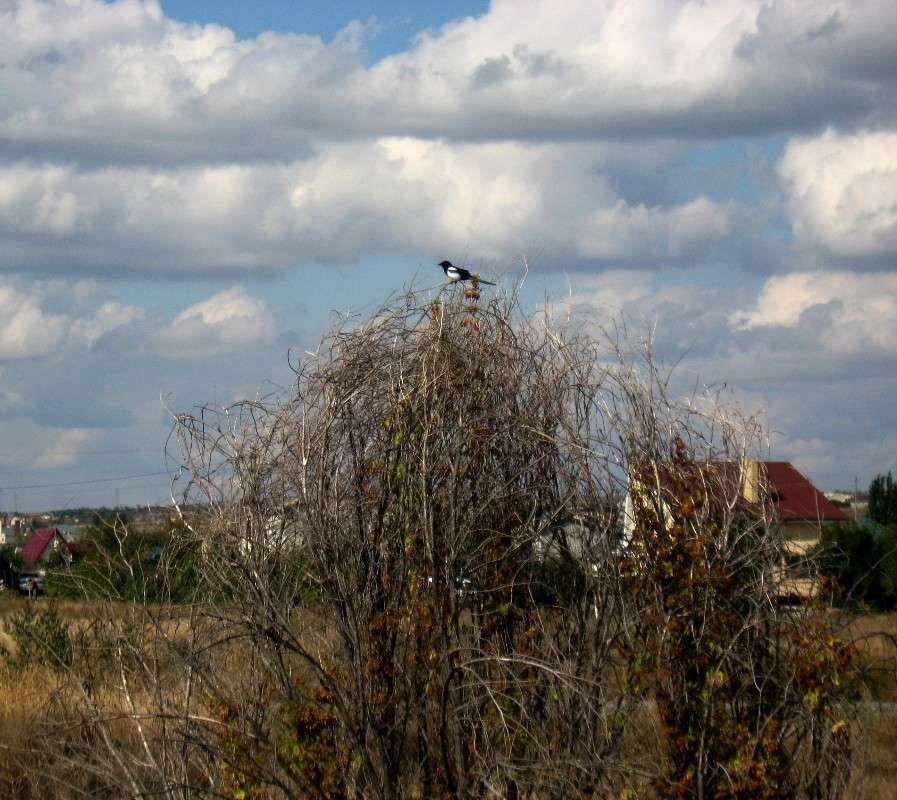 ��� ��������...))) ����� Natali  ��������� �� PhotoGeek.ru #�������� ��� #������ ��� �������